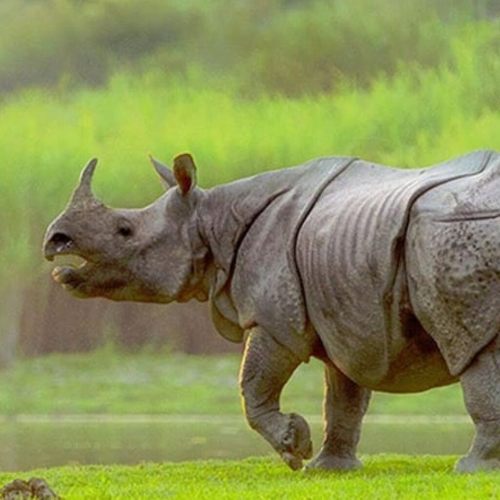 One horned rhino running on field