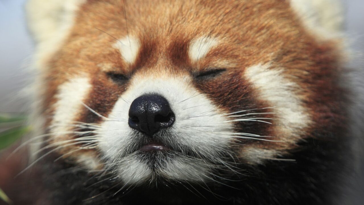 Endangered Species Red Panda Crying