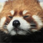 Endangered Species Red Panda Crying