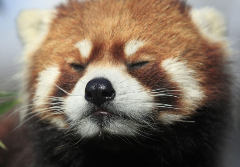 Endangered Species Red Panda Crying